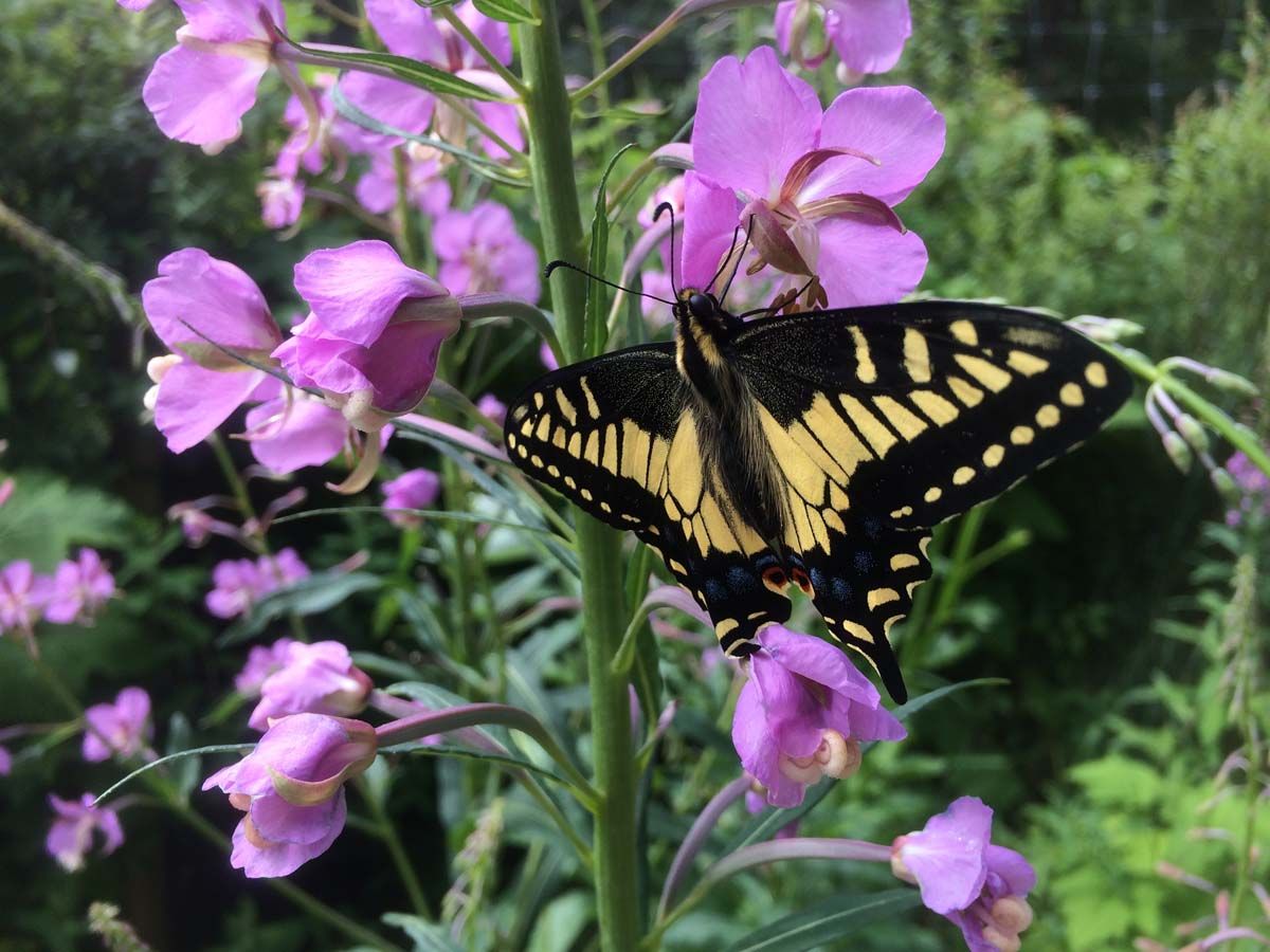 Anise Swallowtail on Fireweed (Chamerion angustifolioa)