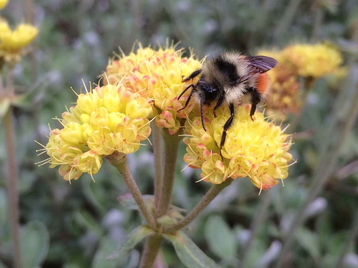 Black tailed bumble bee foraging on sulphur flower buckwheat