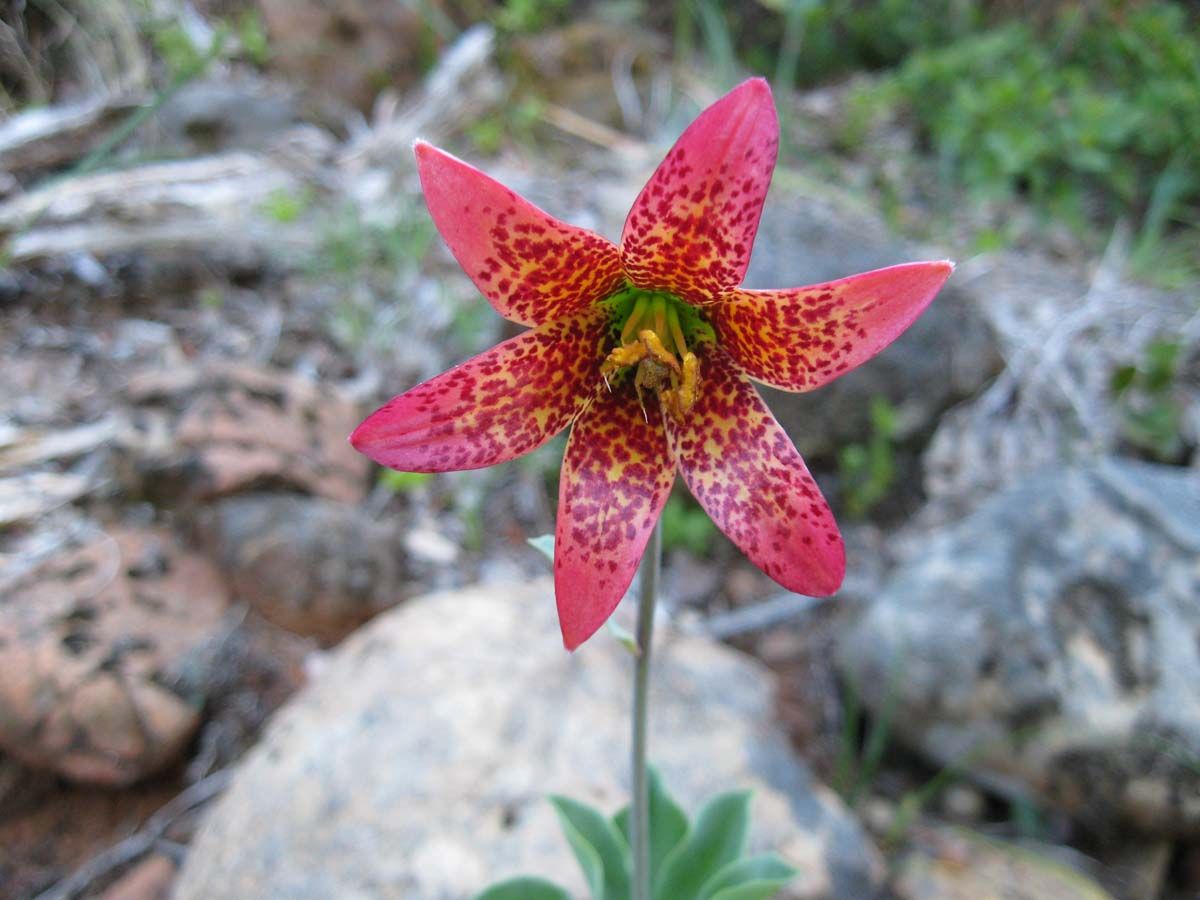 Bolander’s Lily in the Siskiyou Wilderness