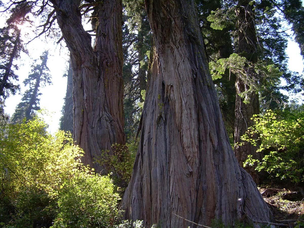 Incense Cedar in Siskiyou Wilderness