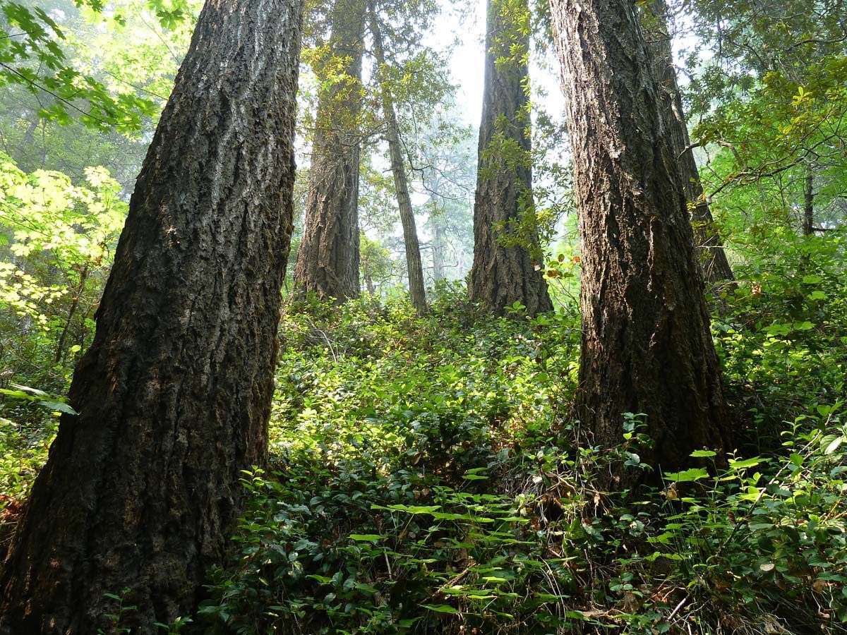 Dutch Creek Old Growth