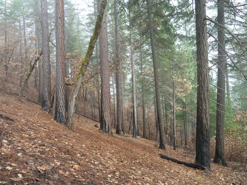Mixed conifer forest proposed for post-fire logging after the 2012 Goff Fire