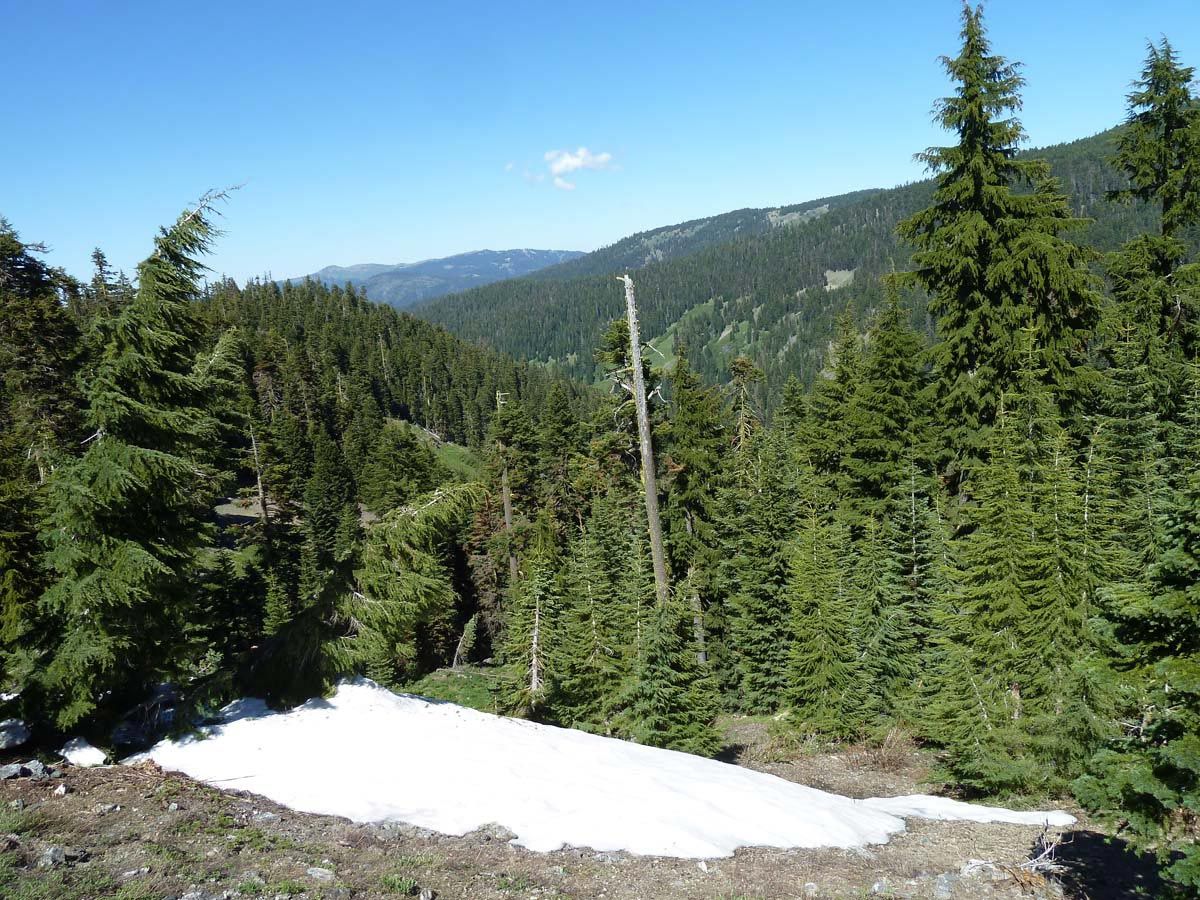 Hemlock forest on Siskiyou Crest