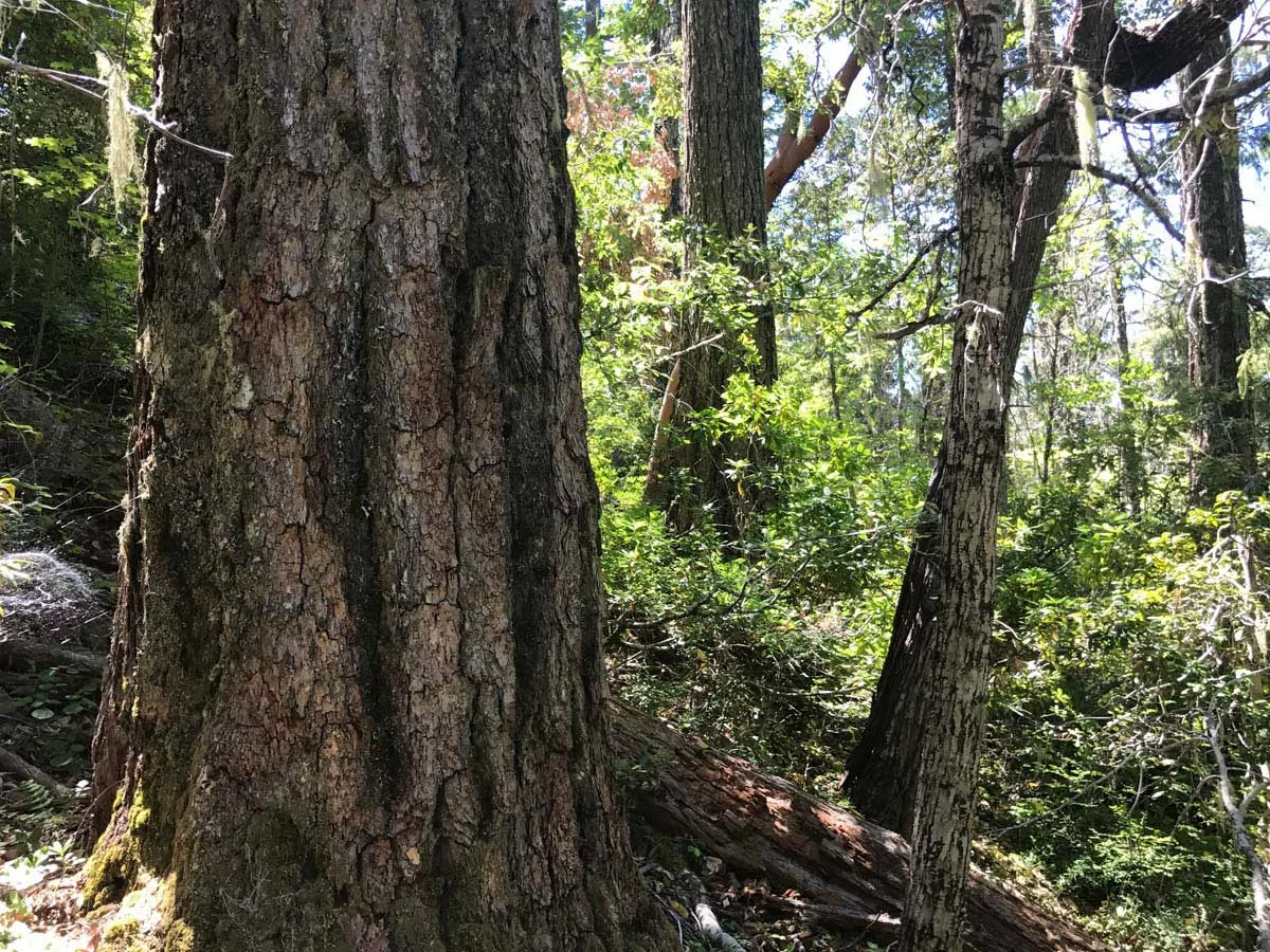 Pickett West Unit 35-11