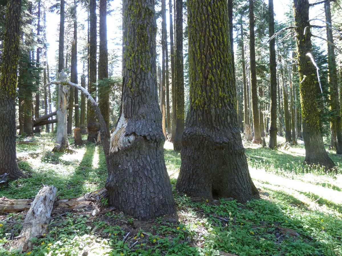 Red fir forest on the Siskiyou Crest