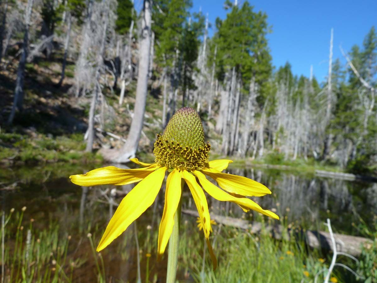 Waxy coneflower blooming in the Kalmiopsis Wilderness near Lish Lake