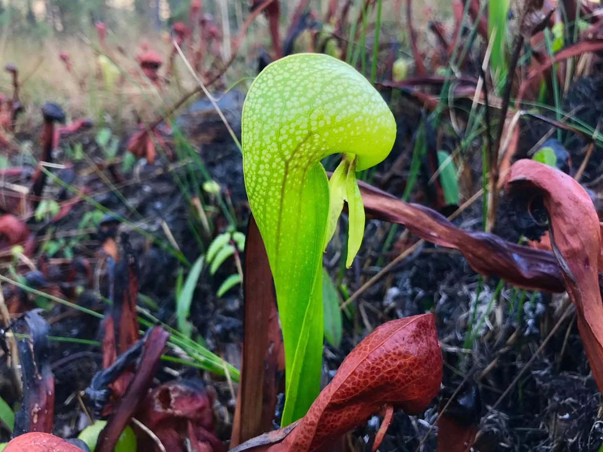Oregon pitcher plant or cobra lily